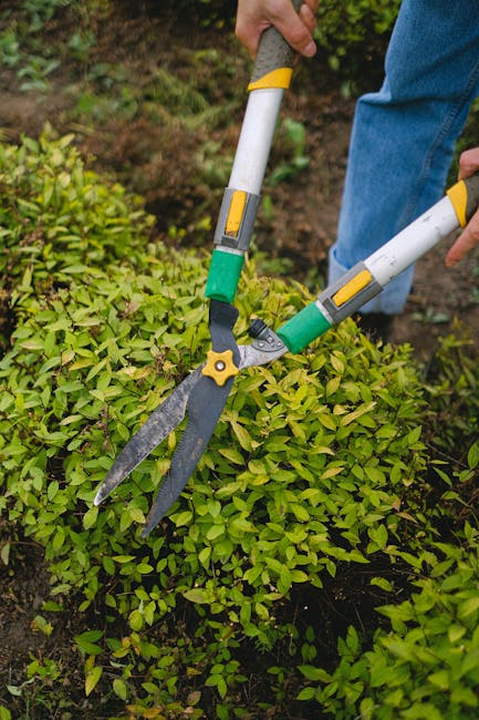 A gardener's hands, wearing blue jeans, are using hedge shears with yellow and green handles to trim a dense, vibrant green shrub in a well-maintained garden. The shrub displays small, glossy leaves,