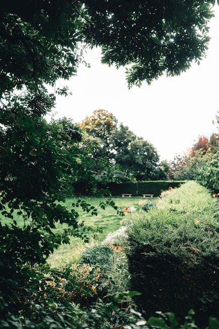 A gardener's hands, wearing blue jeans, are using hedge shears with yellow and green handles to trim a dense, vibrant green shrub in a well-maintained garden. The shrub displays small, glossy leaves,