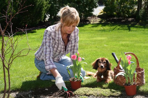 Professional landscape gardener planting vibrant flowers